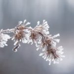 What Temperature Is Too Cold For Plants 2022 (Guide)
