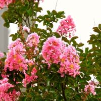 how fast does a crepe myrtle grow