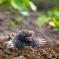 how to get rid of ground moles with dawn soap