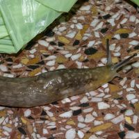 how to get rid of slugs in the house
