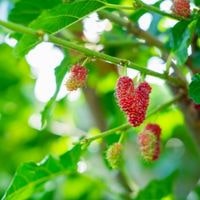 how to identify a mulberry tree