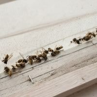 how to kill wasps in house