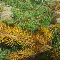 how to save a dying blue spruce