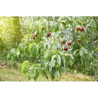how to grow a nectarines tree