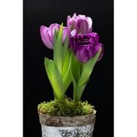 how to care for potted tulips 2022