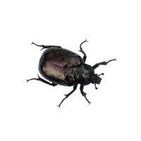 how to get rid of black beetles 2022