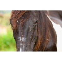 how to get rid of horse flies