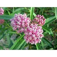 how to get rid of milkweed 2022 guide