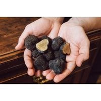 how to grow truffles indoors 2022
