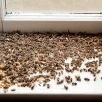 kill wasps in house