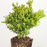 what to plant in front of boxwoods