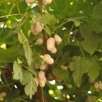 white mulberry tree identification