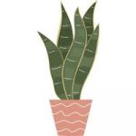 Why is my snake plant drooping 2022 (Guide)