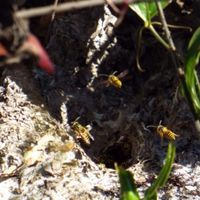 how to kill yellow jacket nest in ground