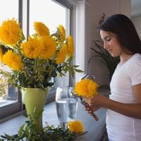 cut sunflowers in the morning