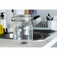  glass jar trap method