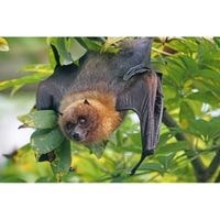 how to get rid of bats outside your house 2022