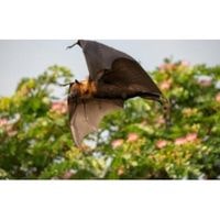 how to get rid of bats outside your house