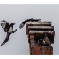 how to get rid of birds in chimney 2022