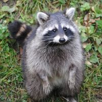 how to get rid of raccoons under the house