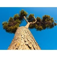 how long does a pine tree live 2022 guide