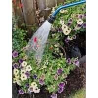 how often do you water petunias