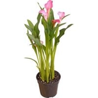 how to care for potted calla lilies
