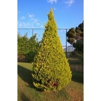 how to get arborvitae to fill in 2022
