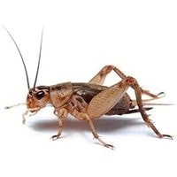 how to stop crickets from chirping 2022