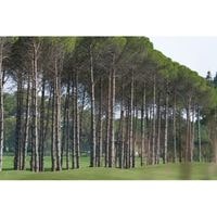 the long life span of pine trees