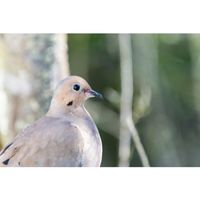 what are mourning doves afraid of